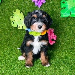 car_main_img_/media/ap_media/pets/SVJQCXSTNJCP135696.webp.250x250_q85.webp