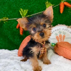 Male Yorkie puppy named Valentino for sale at Puppy Dreams - Garland.