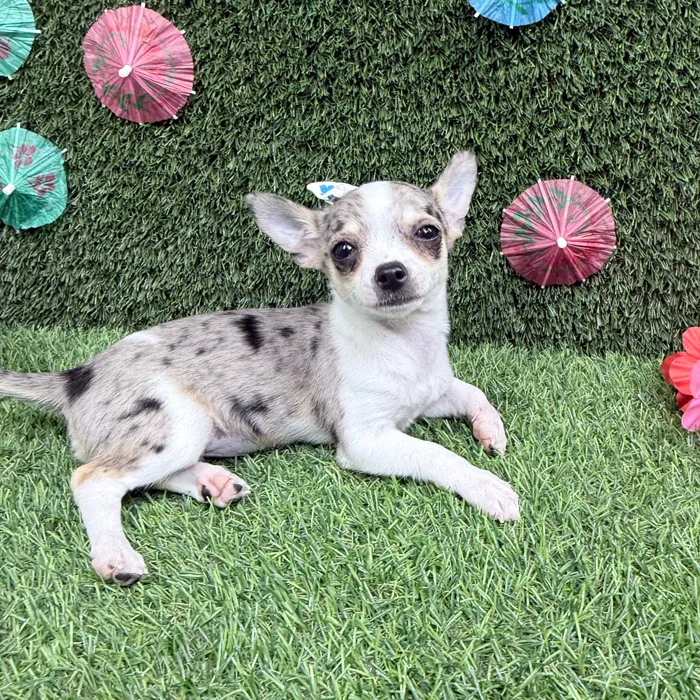 Female Chihuahua puppy named Maya for sale at Puppy Dreams - Carrollton.