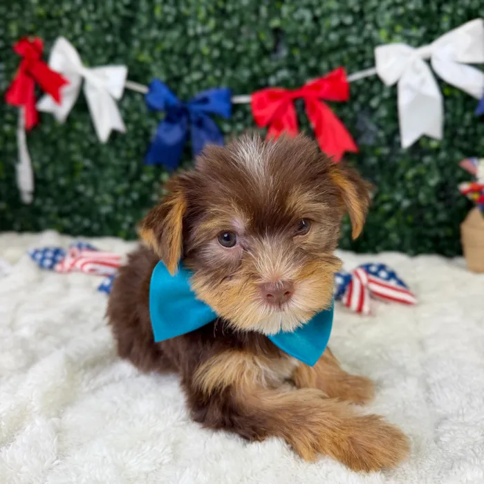 Male Yorkie puppy named Winston for sale at Puppy Dreams - Garland.