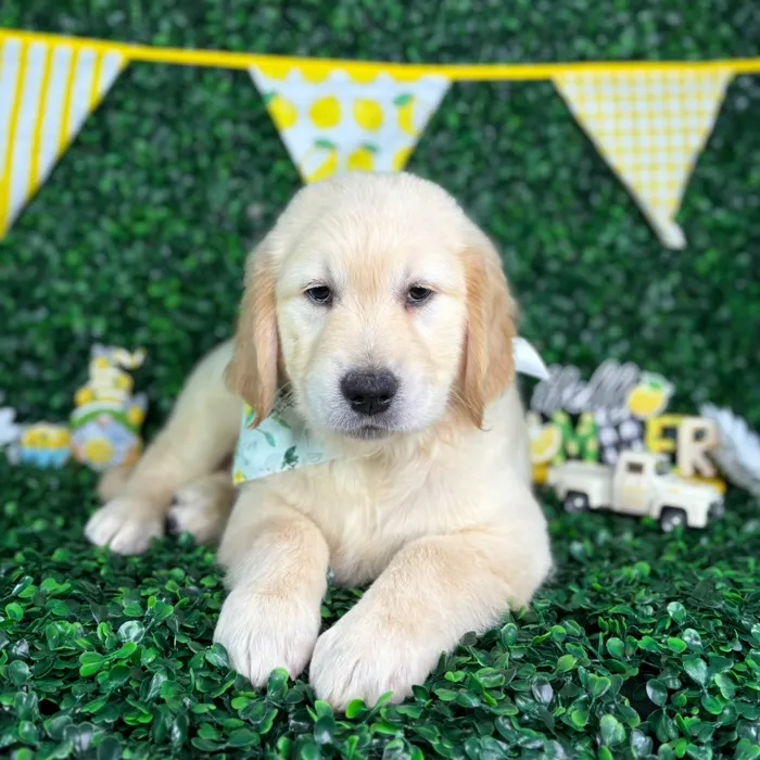 Male Golden Retriever puppy named Buddy for sale at Puppy Dreams - North Richland Hills.