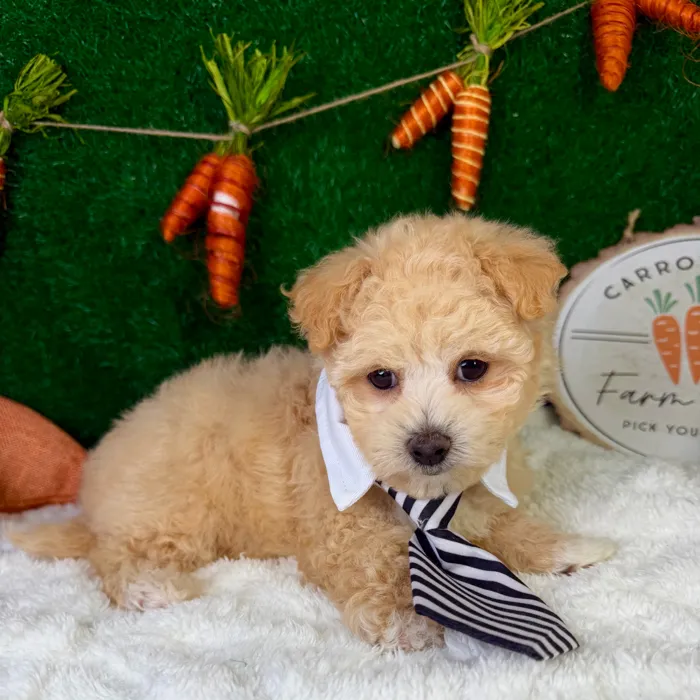 Male Maltipoo puppy named Finn for sale at Puppy Dreams - Garland.