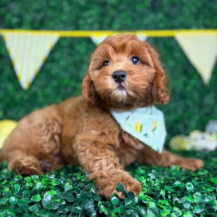 Male Cockapoo puppy named Sammy for sale at Puppy Dreams - North Richland Hills.