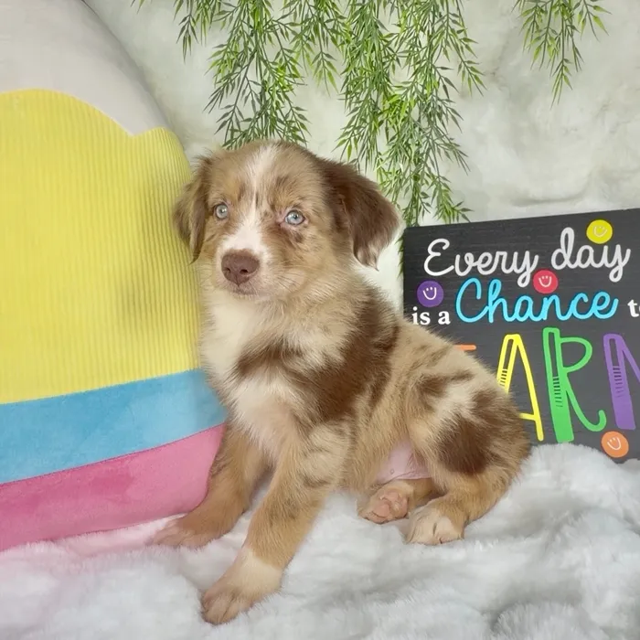 Male Australian Shepherd puppy named Raider for sale at Puppy Dreams - Denton.