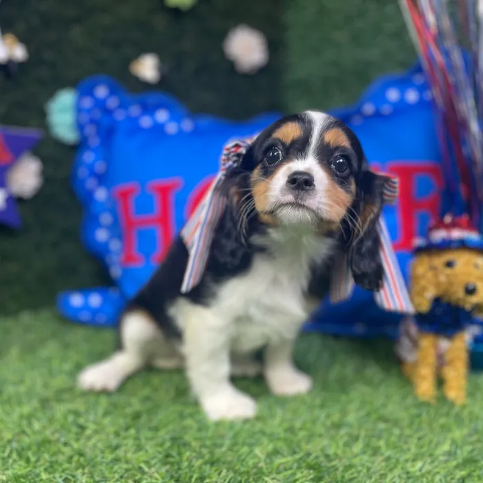 Female Cavalier King Charles Spaniel puppy named Olive for sale at Puppy Dreams - Carrollton.
