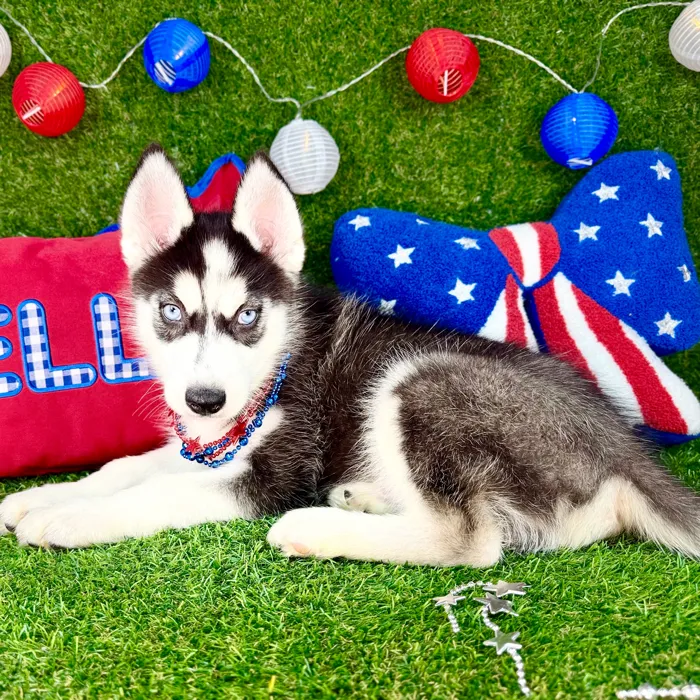 Male Siberian Husky puppy named Saqueaks for sale at Puppy Dreams - Arlington.