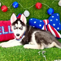 Male Siberian Husky puppy named Saqueaks for sale at Puppy Dreams - Arlington.
