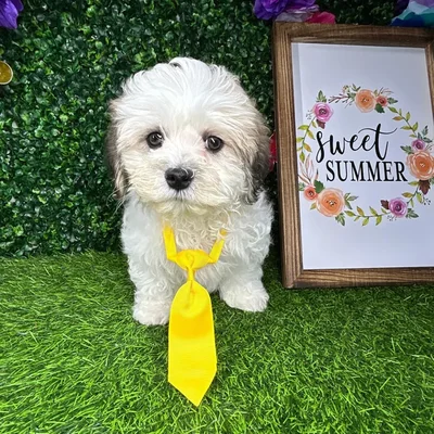 Male Teddy Bear puppy named *Frisco* for sale at Puppy Dreams - Mansfield.