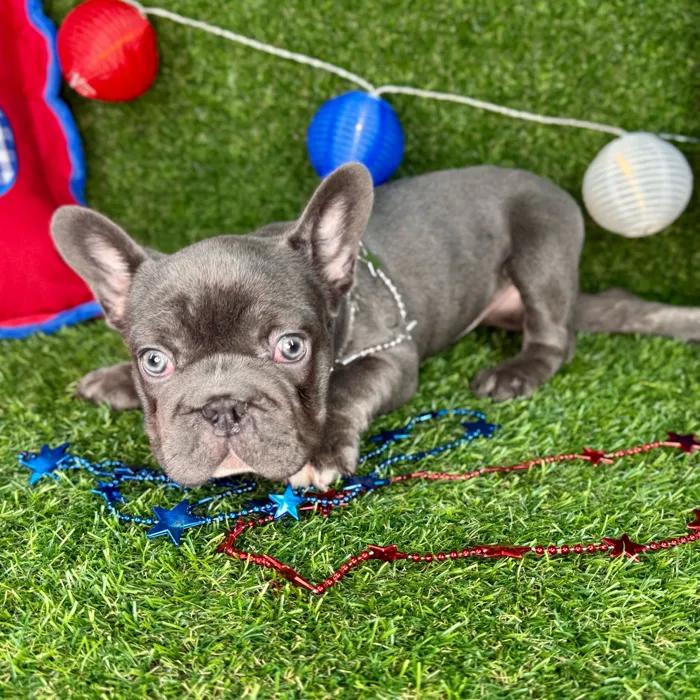 Female French Bulldog puppy named Estefany for sale at Puppy Dreams - Arlington.