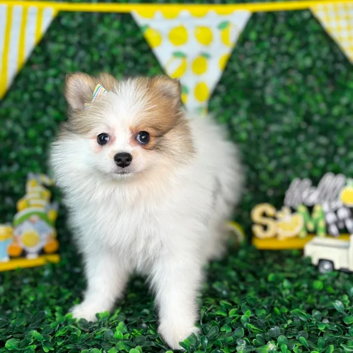 Female Pomeranian puppy named Sadie for sale at Puppy Dreams - North Richland Hills.