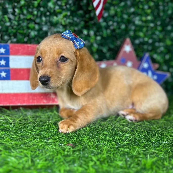 Female Dachshund puppy named *Firework* for sale at Puppy Dreams - Mansfield.