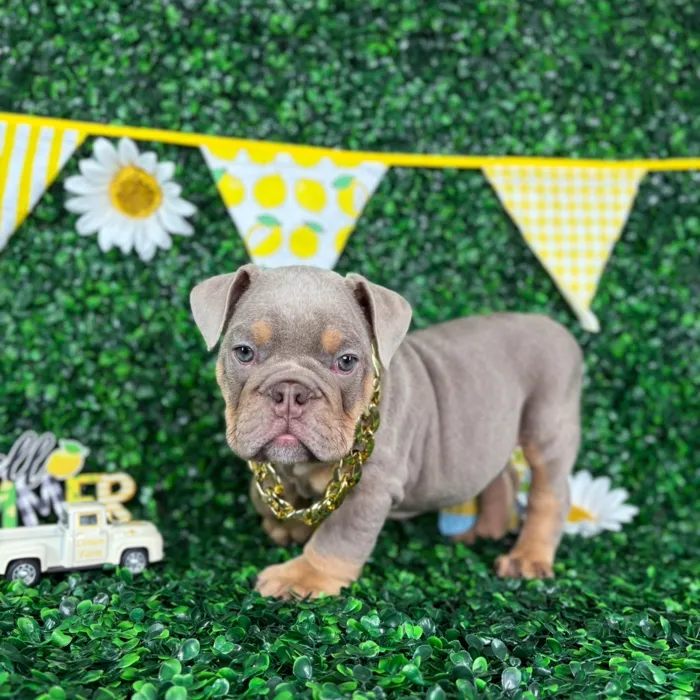 Male English Bulldog puppy named Tank for sale at Puppy Dreams - North Richland Hills.