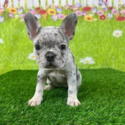 car_main_img_/media/ap_media/pets/TBOYYFJZHLIB131878.webp.250x250_q85.webp