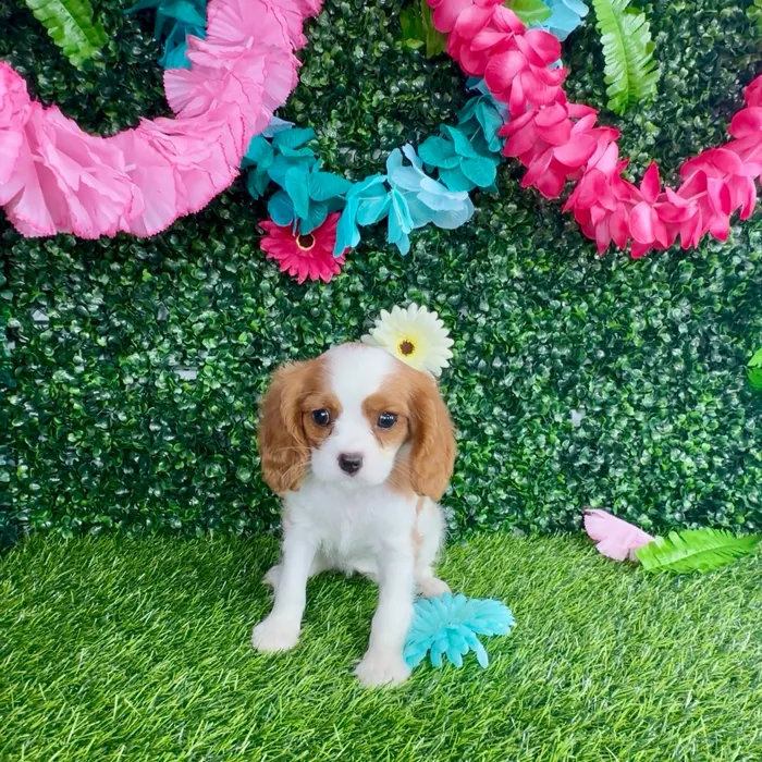 Female Cavalier King Charles Spaniel puppy named Angelica for sale at Puppy Dreams - Denton.