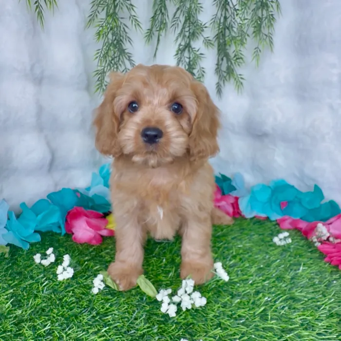 Male Cavapoo puppy named Lasso for sale at Puppy Dreams - Denton.