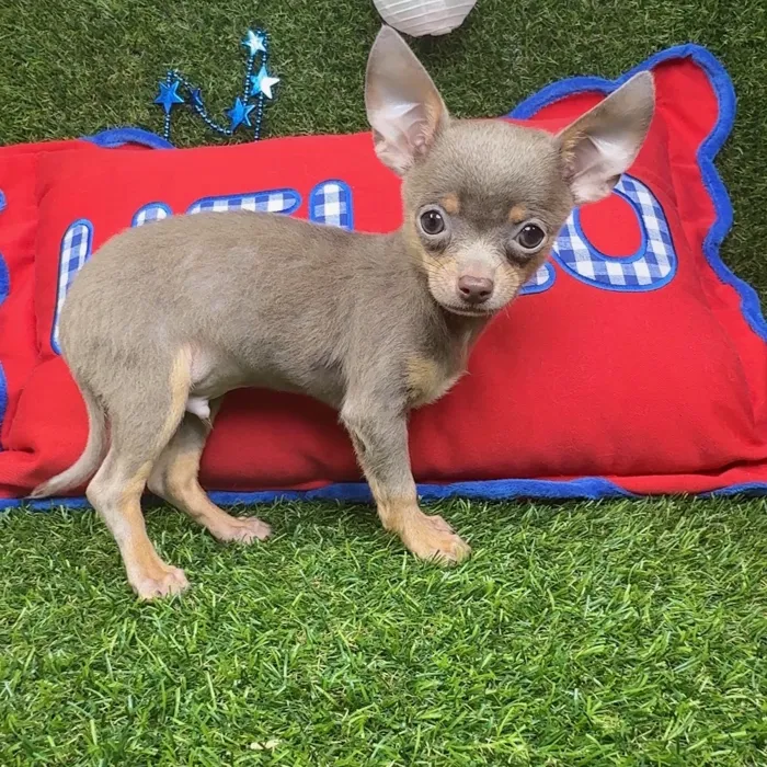 Male Chihuahua puppy named Ziggy for sale at Puppy Dreams - Arlington.