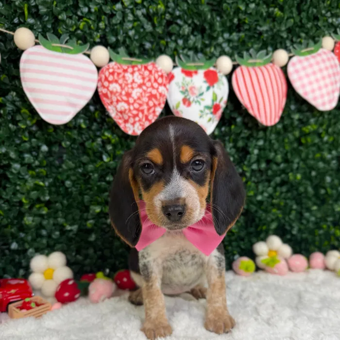Female Beagle puppy named Coco for sale at Puppy Dreams - Garland.