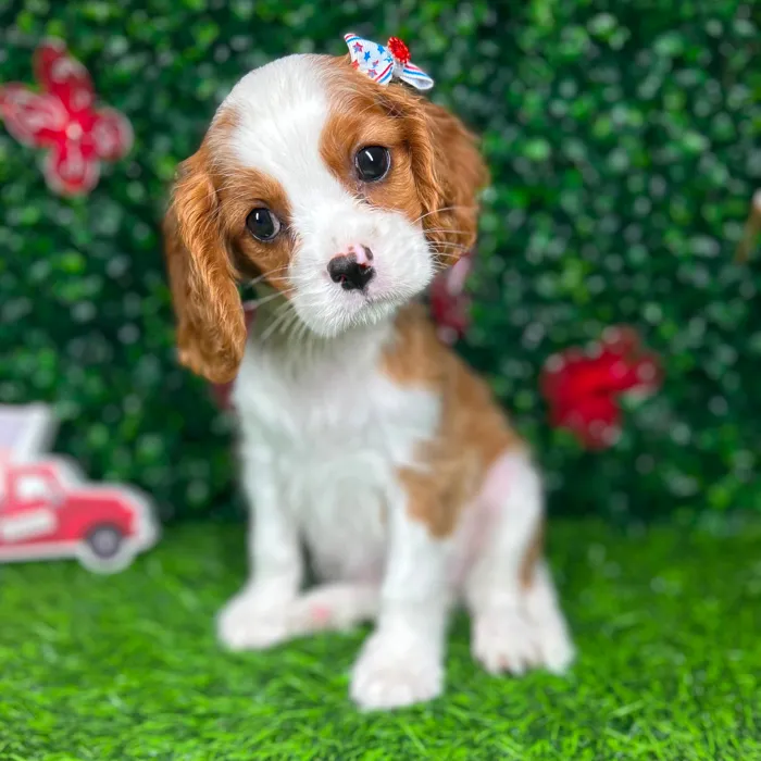 Female Cavalier King Charles Spaniel puppy named *Shortcake* for sale at Puppy Dreams - Mansfield.