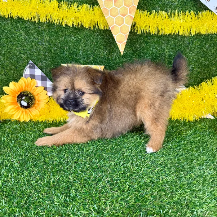 Male Pomeranian-Shih Tzu puppy named Max for sale at Puppy Dreams - Arlington.