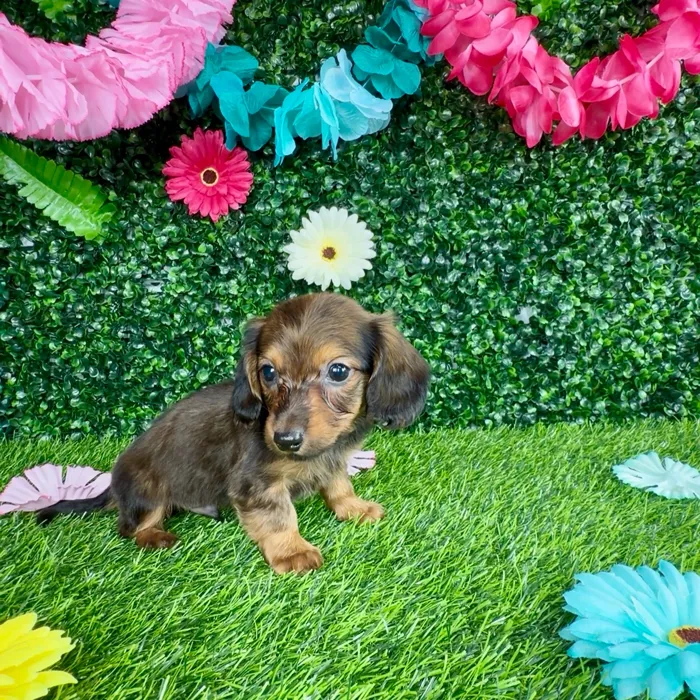 Male Dachshund puppy named Cole for sale at Puppy Dreams - Denton.