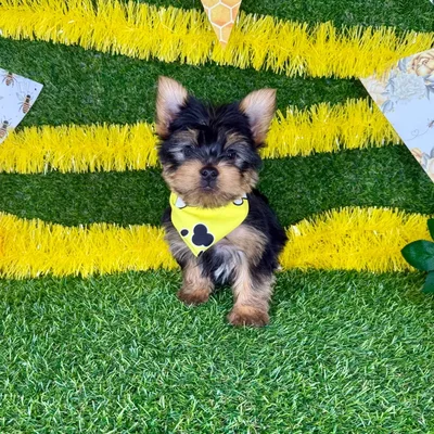 Male Yorkie puppy named Dennis for sale at Puppy Dreams - Arlington.
