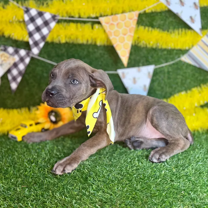 Male Cane Corso puppy named Dax for sale at Puppy Dreams - Arlington.