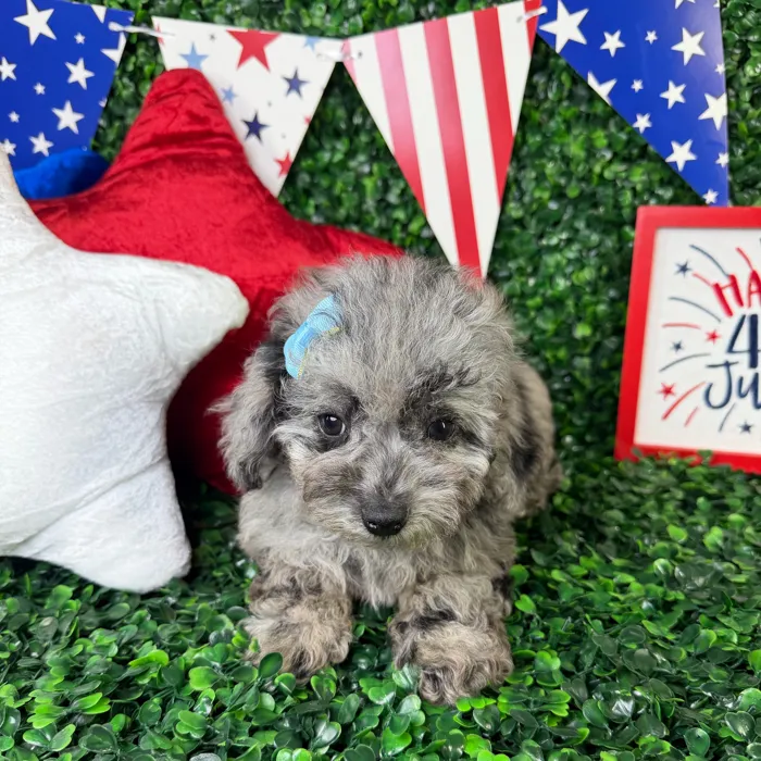 Female Mini Poodle puppy named Olive for sale at Puppy Dreams - North Richland Hills.