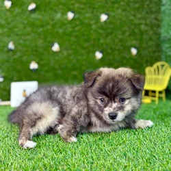 car_main_img_/media/ap_media/pets/THBGOLHZDVLM126495.webp.250x250_q85.webp