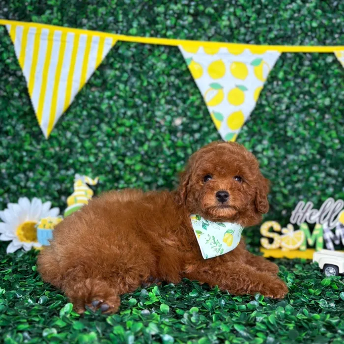 Male Poodle Toy puppy named Bear for sale at Puppy Dreams - North Richland Hills.