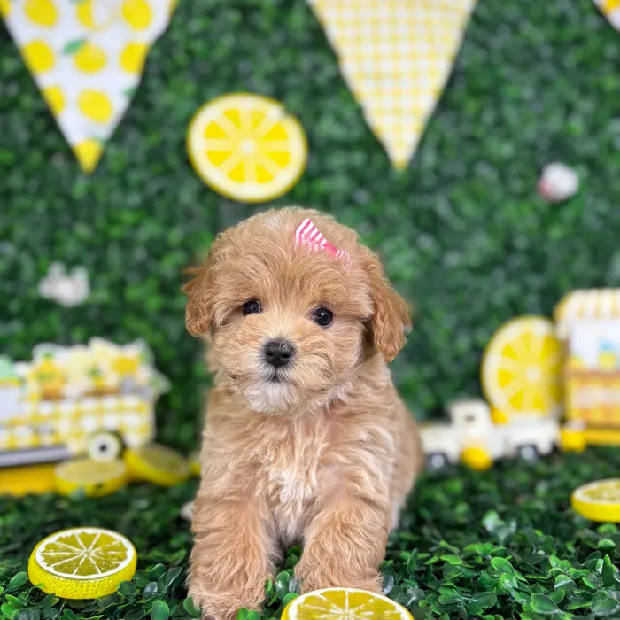Female Maltipoo puppy named Tina for sale at Puppy Dreams - North Richland Hills.