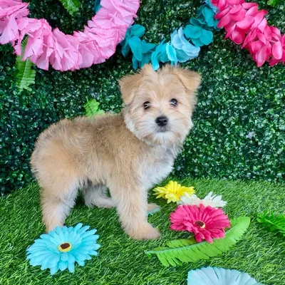 Male Morkie puppy named Truffle for sale at Puppy Dreams - Denton.