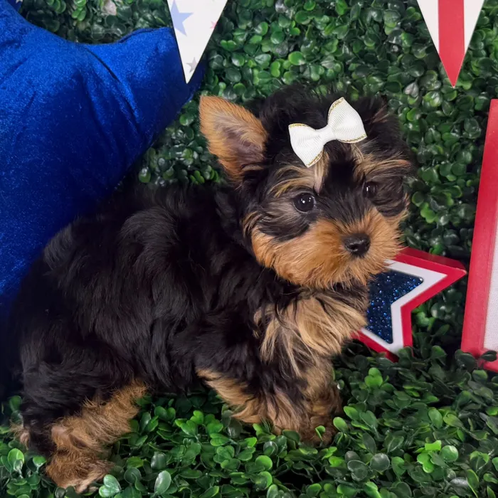 Female Yorkie puppy named Mia for sale at Puppy Dreams - North Richland Hills.