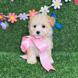 car_main_img_/media/ap_media/pets/TJCEFKTBUIJE123493.webp.250x250_q85.webp