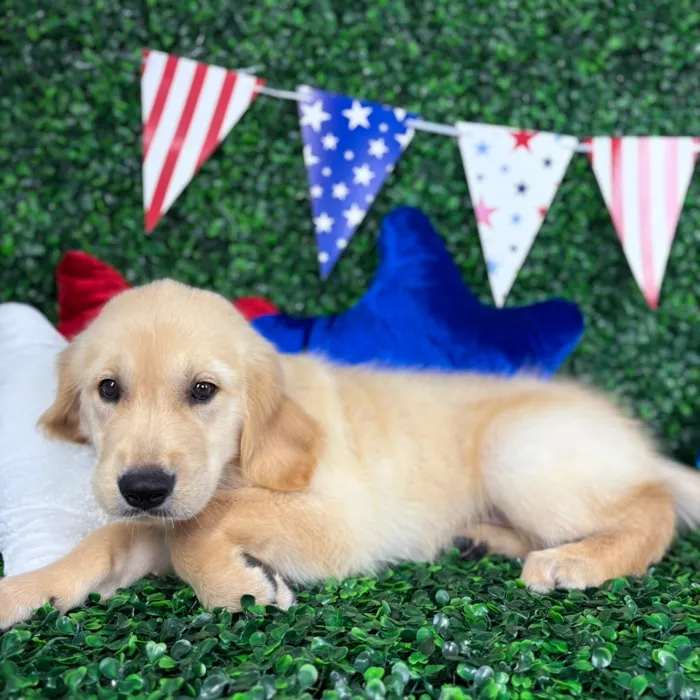 Male Golden Retriever puppy named Echo for sale at Puppy Dreams - North Richland Hills.