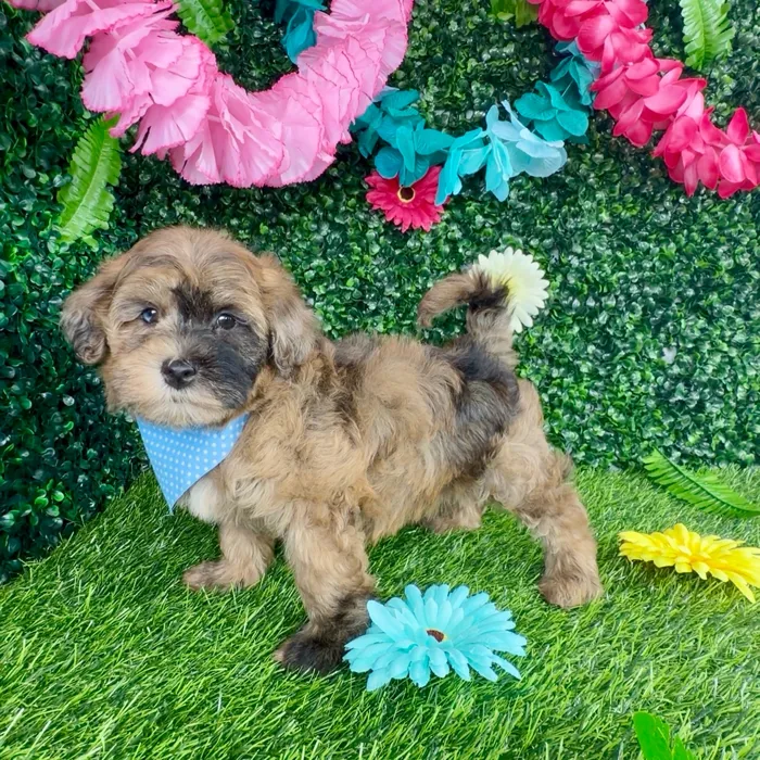 Male Havapoo puppy named George for sale at Puppy Dreams - Denton.