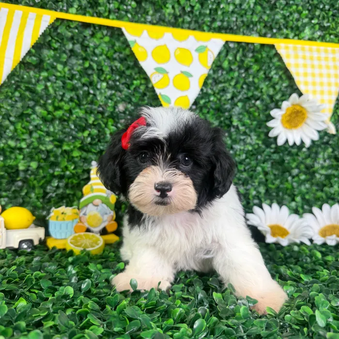 Female Shipoo puppy named Bella for sale at Puppy Dreams - North Richland Hills.