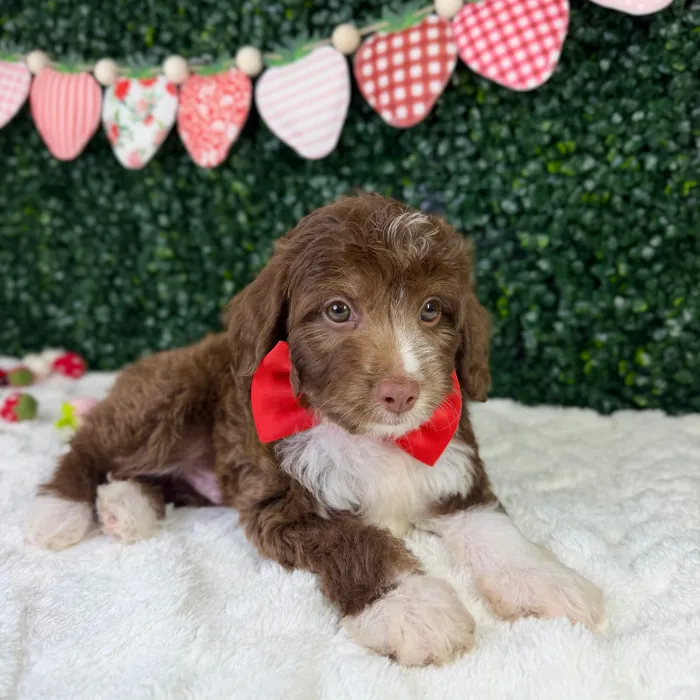 Male Mini Aussie Poo puppy named Rex for sale at Puppy Dreams - Garland.