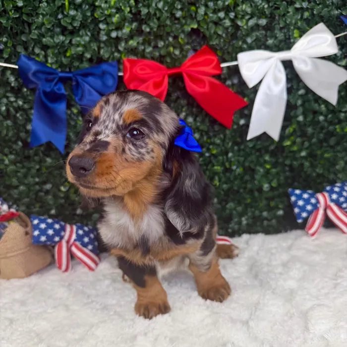 Female Dachshund puppy named Rosalie for sale at Puppy Dreams - Garland.