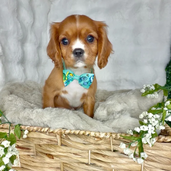 Male Cavalier King Charles Spaniel puppy named Daves for sale at Puppy Dreams - Denton.