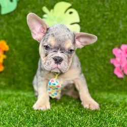 car_main_img_/media/ap_media/pets/TMGBOCIMUSXZ131898.webp.250x250_q85.webp