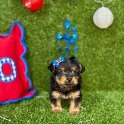 Female Yorkie puppy named Nala for sale at Puppy Dreams - Arlington.
