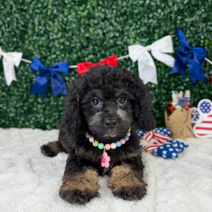 Female Cockapoo puppy named Mabel for sale at Puppy Dreams - Garland.
