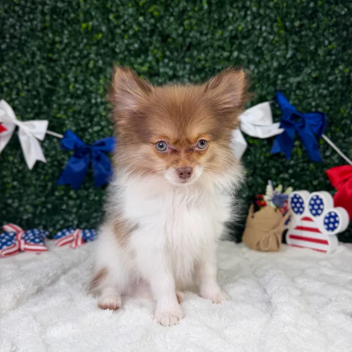 Female Pomeranian puppy named Lizzy for sale at Puppy Dreams - Garland.