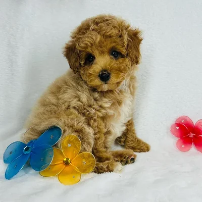 Female Mini Poodle puppy named *Jade* for sale at Puppy Dreams - Mansfield.