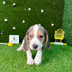 car_main_img_/media/ap_media/pets/TPCYJCXSOXKS122596.webp.250x250_q85.webp