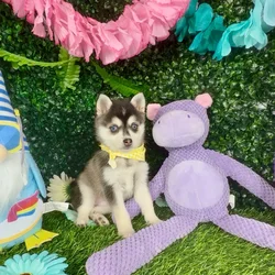 Female Alaskan Klee Kai puppy named Zebra for sale at Puppy Dreams - Denton.