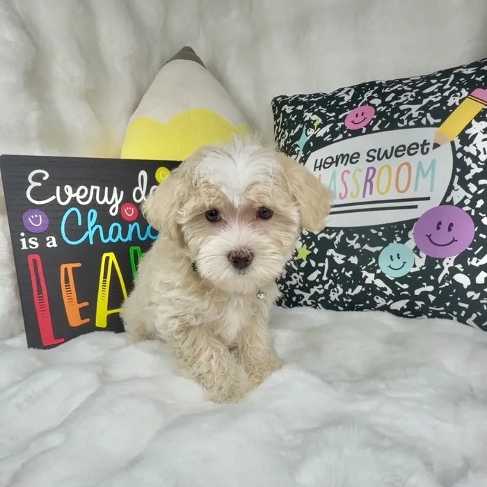Male Maltipoo puppy named Jelly Bean for sale at Puppy Dreams - Denton.