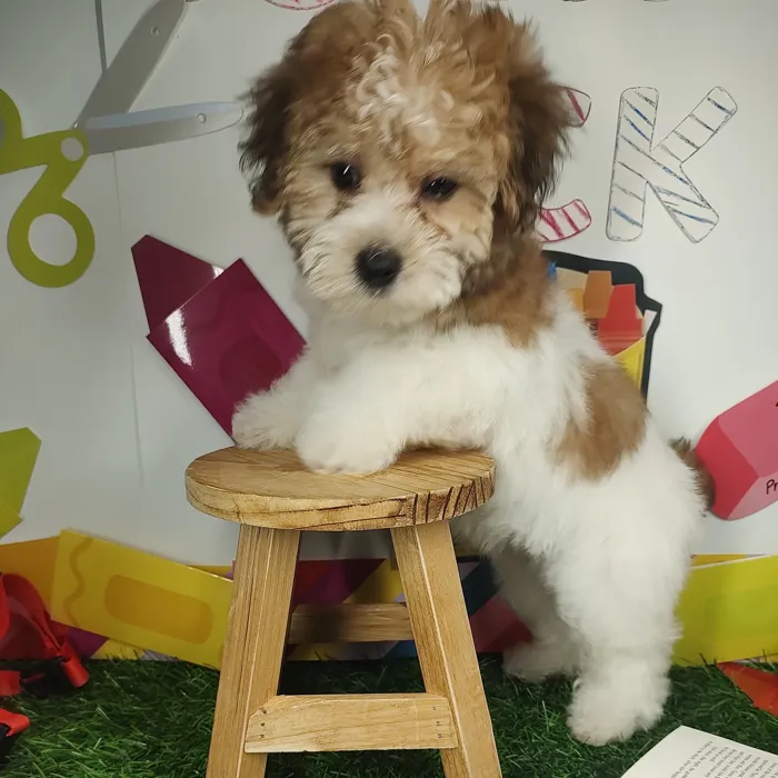 Female Yochon puppy named Stanky Leg for sale at Puppy Dreams - Mansfield.