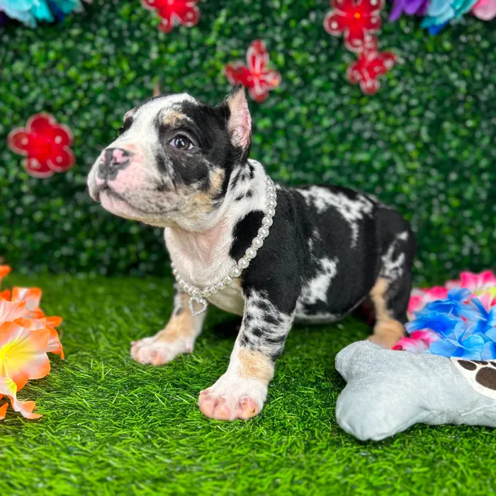 Female American Bully puppy named *Storm* for sale at Puppy Dreams - Mansfield.