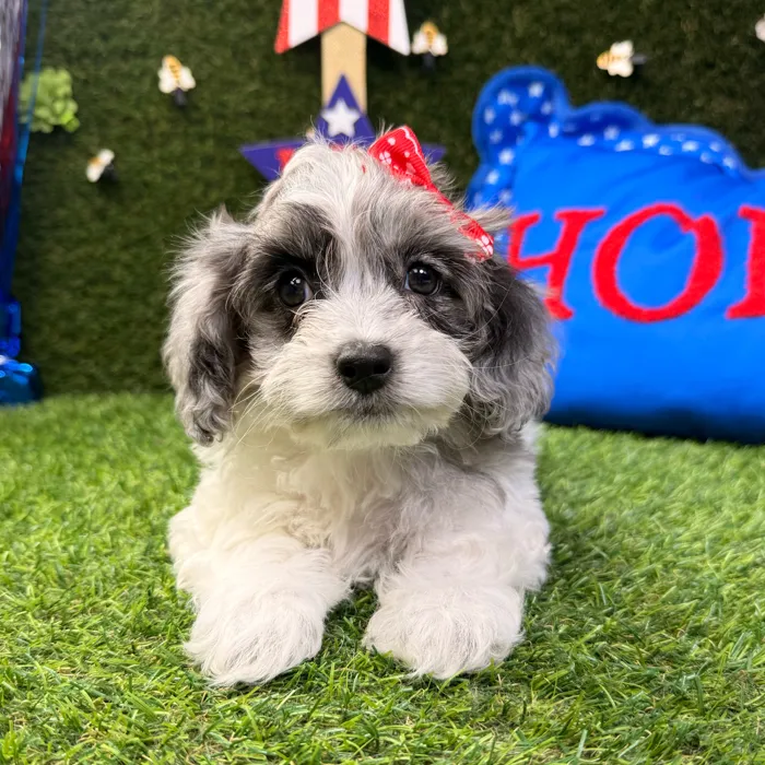 Female Cockapoo puppy named Jasmine for sale at Puppy Dreams - Carrollton.